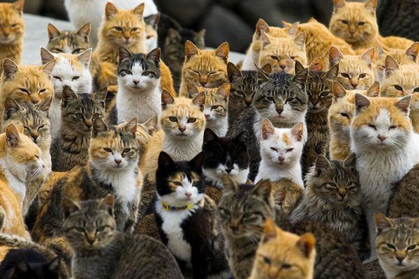 Dezenas de gatos confinados em casa de idosa causa transtorno aos vizinhos. Vereador teria sido o responsável pelo problema que já está na Justiça