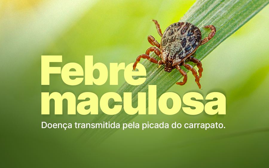 AMOSTRAS DE CARRAPATOS COLHIDOS DA ILHA GAMA CERQUEIRA DERAM POSITIVO PARA FEBRE MACULOSA