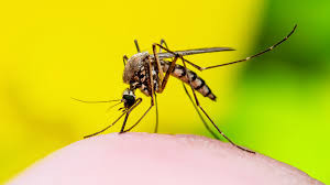 Ministério da Saúde prevê explosão de casos de Dengue em Minas Gerais e em Além Paraíba consequentemente