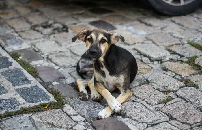 Prefeitura conclui obra do Canil. É o primeiro passo para a resolução da questão de cães e gatos de rua. Confira o que o Município fez em favor dos animais de rua