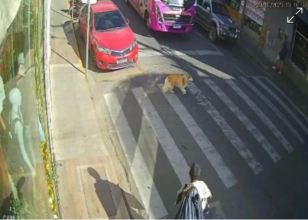 MOTORISTA DE ÔNIBUS DA PREFEITURA ATROPELA INVOLUNTARIAMENTE CACHORRO E É AFASTADO DAS FUNÇÕES