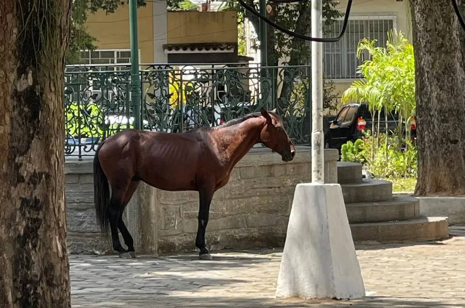 CAVALOS CONTINUAM À SOLTA EM ALÉM PARAÍBA PASTANDO NAS PRAÇAS E CAUSANDO RISCOS