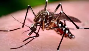 DENGUE: ESTIMATIVA É BRASIL TERÁ 1,8 MILHÃO DE CASOS EM 2026 E REGIÃO SUDESTE TERÁ A MAIOR CONCENTRAÇÃO