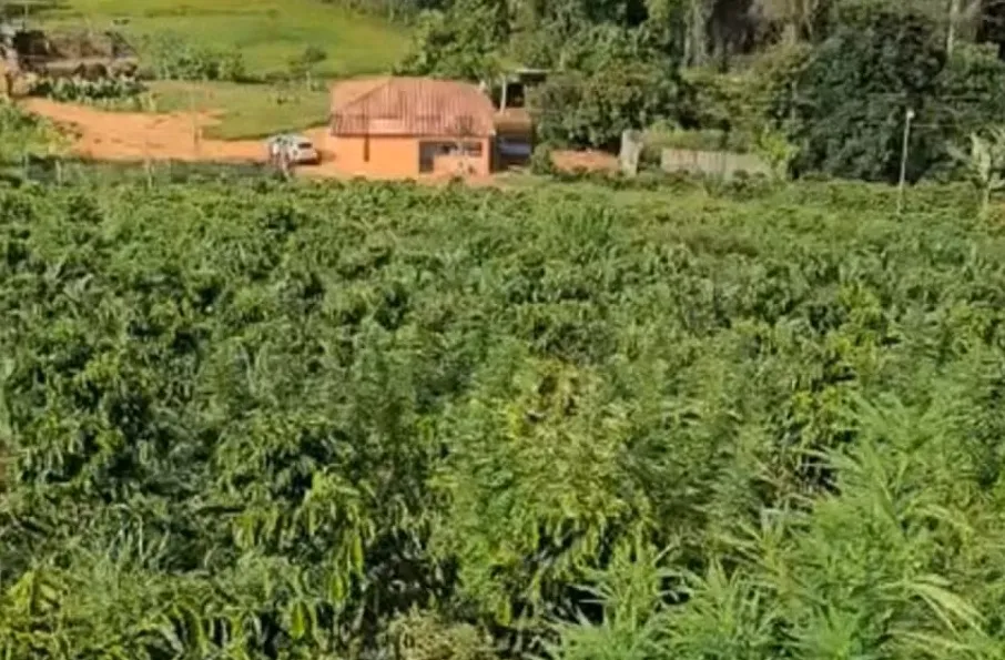 PLANTAÇÃO DE MACONHA DE MIL METROS QUADRADOS É DESCOBERTA