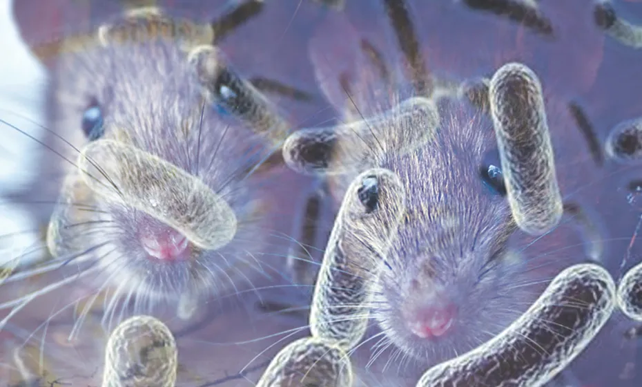 LEPTOSPIROSE: O PERIGO INVISÍVEL NAS ÁGUAS DE ENCHENTES E ENXURRADAS